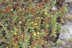 Sedum stahlii
