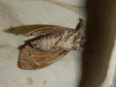 Dasychira obliquata