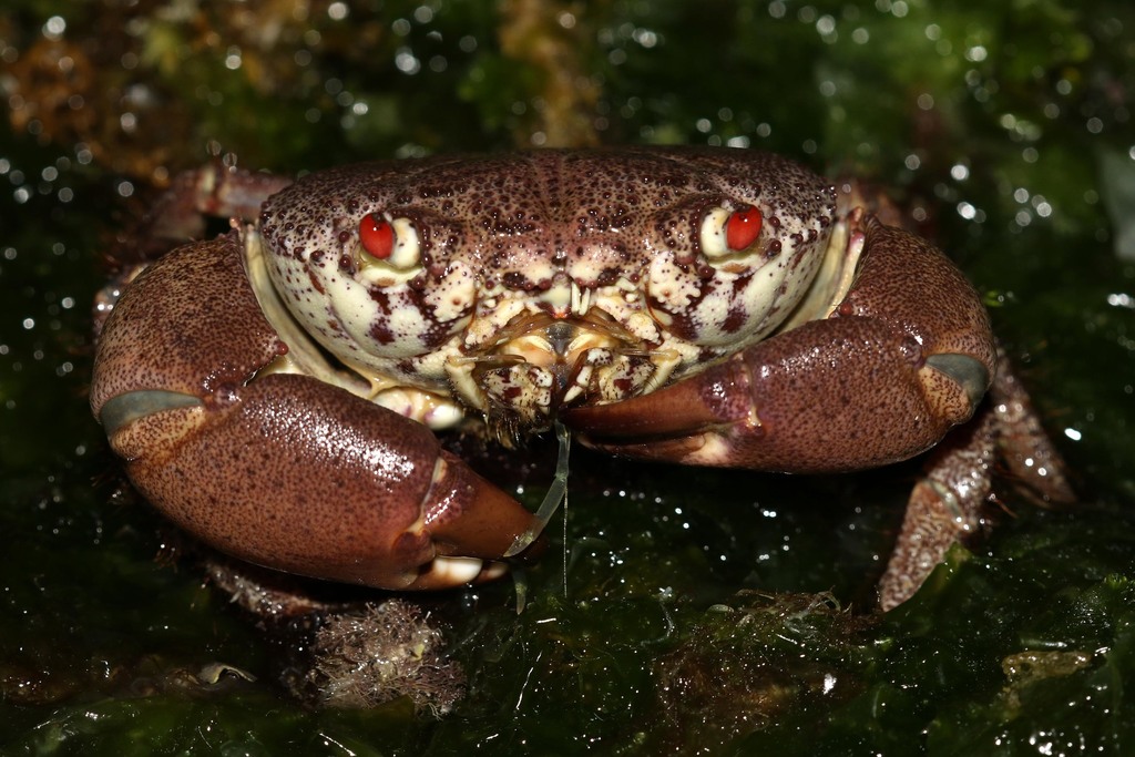 Smooth Red-eyed Crab