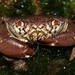 Smooth Red-eyed Crab - Photo (c) Martin Grimm, some rights reserved (CC BY-NC), uploaded by Martin Grimm