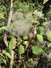 Clematis occidentalis grosseserrata