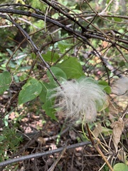 Clematis occidentalis grosseserrata