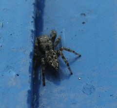 Marpissa muscosa