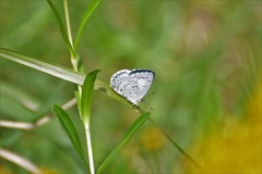 Celastrina echo gozora