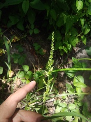 Echinochloa crus-pavonis