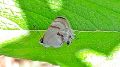 Rubroserrata ecbatana