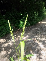 Echinochloa crus-pavonis