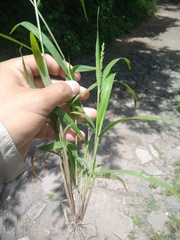 Echinochloa crus-pavonis