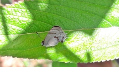 Rubroserrata ecbatana