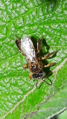 Tetragona