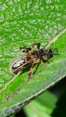 Tetragona