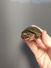 Sternotherus odoratus