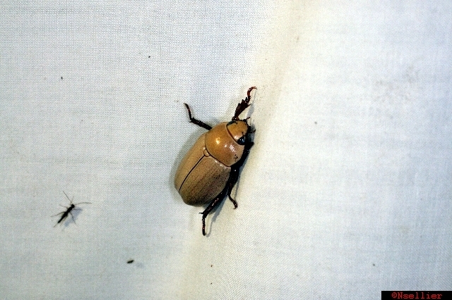 Pelidnota touroulti