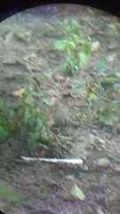 Columbina talpacoti