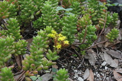Sedum × rubrotinctum