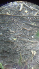 Columbina talpacoti