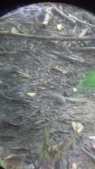 Columbina talpacoti