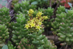 Sedum × rubrotinctum