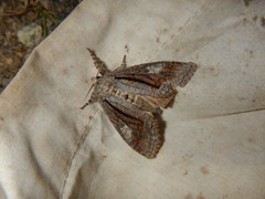 Dasychira obliquata