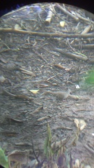 Columbina talpacoti