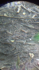Columbina talpacoti