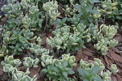 Sedum allantoides