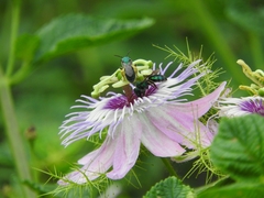 Pseudaugochlora graminea