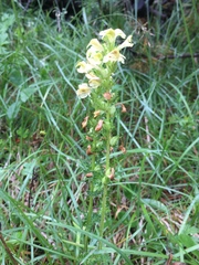 Pedicularis elongata