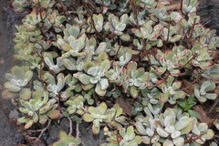 Echeveria pulvinata