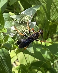 Sphex flavovestitus