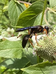 Sphex flavovestitus