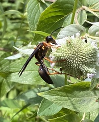 Sphex flavovestitus