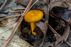 Aureoboletus auriflammeus