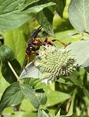 Sphex flavovestitus