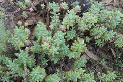 Sedum pachyphyllum