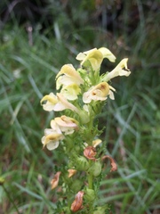 Pedicularis elongata