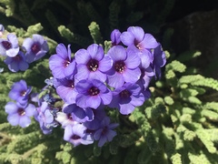 Polemonium eximium