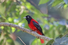 Maroon Oriole photo 5