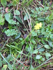 Tofieldia calyculata