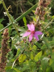 Lythrum salicaria