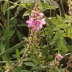 Lythrum salicaria