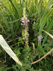 Lythrum salicaria