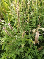 Lythrum salicaria