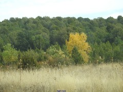 Dipsacus fullonum