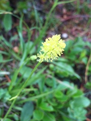 Tofieldia calyculata