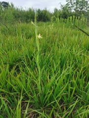 Habenaria trifida