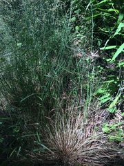 Poa nemoralis