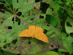 Emesis vulpina