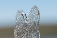 Somatochlora sahlbergi