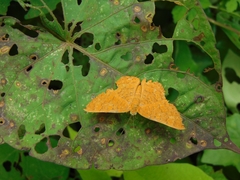 Emesis vulpina